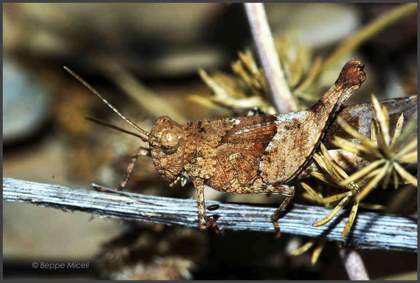 mimetismo: Oedipoda sp. (Orthoptera, Acrididae)